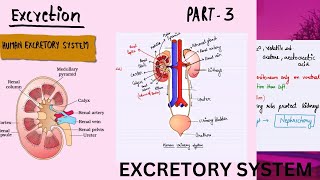 Structure of kidneys  Excretory system  Excretory organs [upl. by Ailbert355]