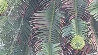 Wollemia nobilis or wollemi pine tree [upl. by Yruok]