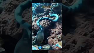 Sea Snake vs Sea Eel fight snake vs shorts [upl. by Adianes397]