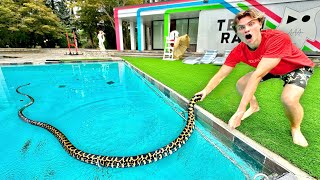 This was in my pool [upl. by Rosen]