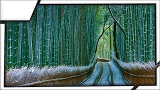 Sagano Bamboo Forest Arashiyama near Kyoto Japan [upl. by Alamaj]