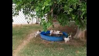 Jack Russell puppies playing in the yard 11112 [upl. by Paviour]