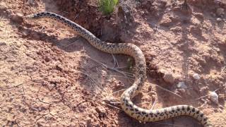 Rattlesnake and Bullsnake [upl. by Nuy]