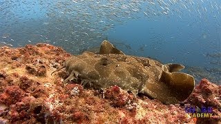 Wobbegong Sharks  SHARK ACADEMY [upl. by Kcirtemed]