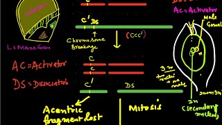 TransposonsTransposable genetic elements [upl. by Nolana]