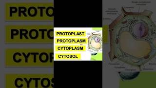 Difference between protoplast cytosol and cytoplasm biology [upl. by Stedman]