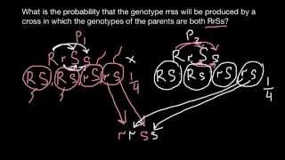 How to solve dihybrid cross genetics problems [upl. by Eissoj]