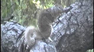 Ground Squirrel sounding off [upl. by Iral983]