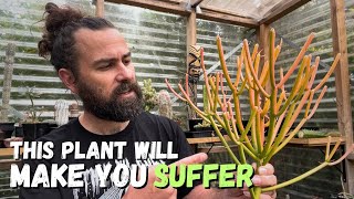 The most poisonous succulent plants and why you should grow them [upl. by Reema]