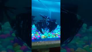 Angel fish aquariumistics fishaquarium aquaristic fishtank [upl. by Eiuqram]