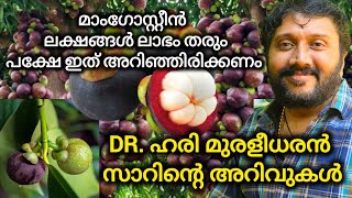 മാംഗോസ്റ്റീ൯ നട്ട് ലക്ഷങ്ങൾ ലാഭമുണ്ടാക്കാൻ അറിഞ്ഞിരിക്കേണ്ട പ്രധാന കാര്യങ്ങൾ mangosteen farming [upl. by Snebur]