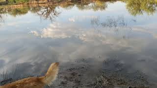 Desert Spadefoot Toads surface after heavy Monsoon Rain 🌧️ [upl. by Gittel]