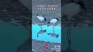 Blacknecked Crane 黑颈鹤 [upl. by Amek]