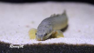 Polypterus senegalus eating Tropical Tanganyikan Chips [upl. by Ttayh]