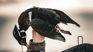 North Dakota Rare Banded Wood Duck Limited Out [upl. by Nitnelav394]