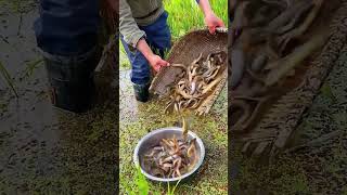 The process of catching loaches in paddy fields [upl. by Landri]