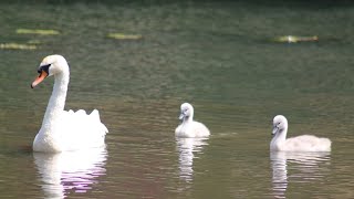 The Young Swans are Growing Fast [upl. by Lia]