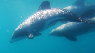 Hectors Dolphins in Akaroa  Aotearoa New Zealand Underwater Footage [upl. by Namor205]