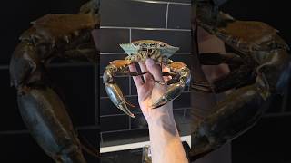 Costco Mud Crab from Newzealand shorts shortvideo malayalam food viralvideo viralshorts [upl. by Pendleton]