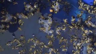 RRated Shop Vac  Yellow Jackets  Wasp Removal  Extermination Tutorial  How To [upl. by Enylhsa]