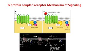 G Protein Coupled Receptors  GPCRs  Gprotein signaling [upl. by Anyaj900]