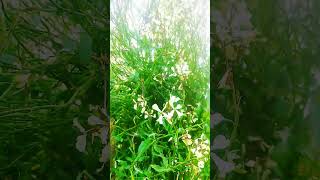 Rocket salad plantsshortsviral shortvideo youtubeshorts shortsyoutube salad rocketplants [upl. by Knobloch]