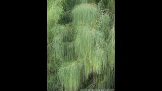 Casuarina Tree [upl. by Cari]