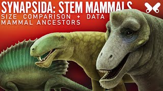 SYNAPSIDS StemMammals Size comparison and data Paleoart [upl. by Ellingston100]