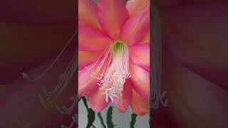 Epiphyllum Cacto orquídea Tangerine 🌵💐🥰🇧🇷 [upl. by Leiad]