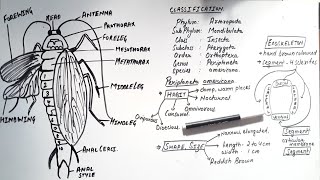 Morphology of Cockroach Class 11  Periplaneta Americana Class 11 [upl. by Nnayr]