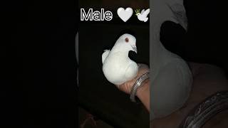 Pigeon pair 🕊️🤍shorts pigeon pigeonpair pets [upl. by Attennaej]