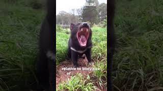 Tasmanian Devil l funfact l animalshorts tasmaniandevil [upl. by Ettennig]