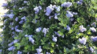 Ceanothus Thyrsiflorus  Yankee Point [upl. by Buckie]