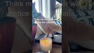 funny kittten catfunny youtubeshorts katten catvideos pets [upl. by Lodhia778]