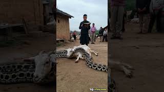 Vietnamese shaman sacrifices goat to python [upl. by Ephraim966]