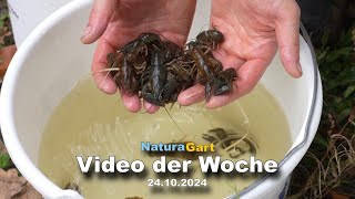 Video der Woche 24102024 [upl. by Herschel]