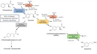 Catecholamine Biosynthesis Pathway [upl. by Locklin]