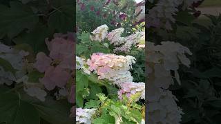 hydrangeamacrophyllaгортензияgardenгортензіяflowers parkjardinshortsアジサイсадpaniculata [upl. by Annayoj]