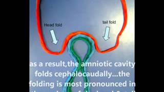 cephalocaudal folding [upl. by Leona]