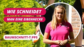 Wie schneidet man einen Eibenhecken   BaumSchnittTipps 6 [upl. by Stedmann]