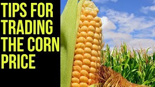 Corn Futures Trading Basics How to Trade the Corn Price 🌽 [upl. by Spearman153]