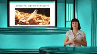 Ланцетник Тип Хордовые Часть 1 Онлайн подготовка к ЕГЭ по Биологии [upl. by Mclyman]