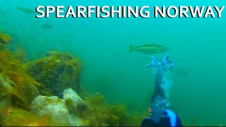 Spearfishing amp Scalloping  Smøla Norway [upl. by Urba400]