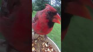 Mr Cardinal birds animalsounds chirping cardinal cardinalbird [upl. by Brosy909]