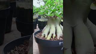 Adenium Fertilizer Flower Gardening Root Bonsai Desert Rose Plant [upl. by Naeruat]