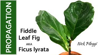 How to Propagate Fiddle Leaf Fig Ficus lyrata [upl. by Meggs]