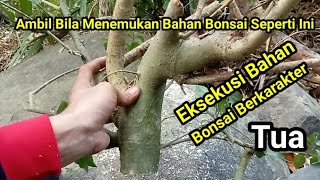 Pencarian Bahan Bonsai Di Hutan Timur [upl. by Weig994]