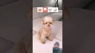 So cute puppy Reaction puppy cute trending shorts [upl. by Mann]