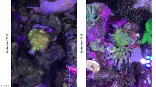 Forget what you know about nitrates and phosphates in reef tanks [upl. by Guendolen628]