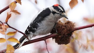 Downy Woodpecker eating Rose Gall Wasp larvae [upl. by Odnarb]